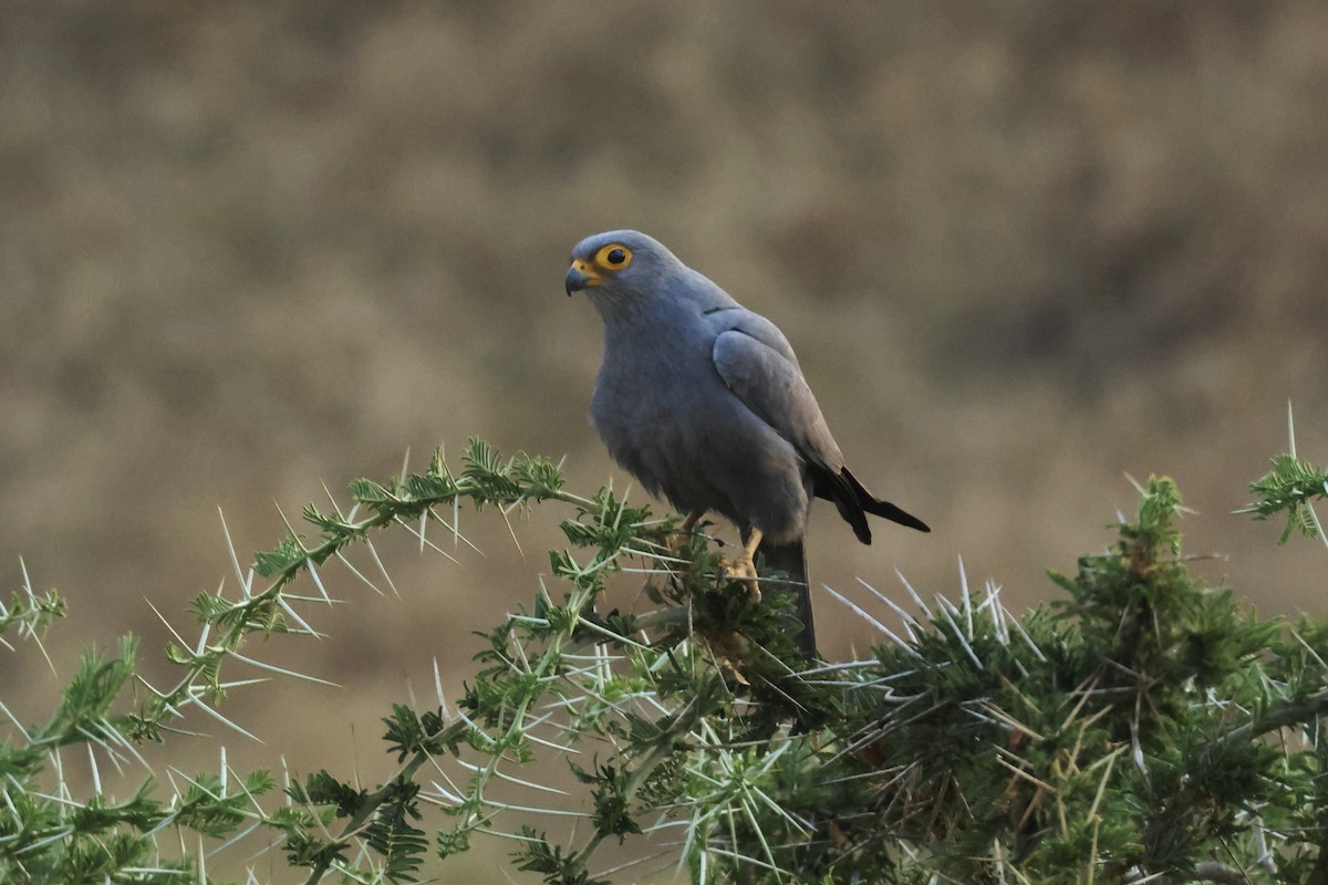 Gray Kestrel - ML622627000