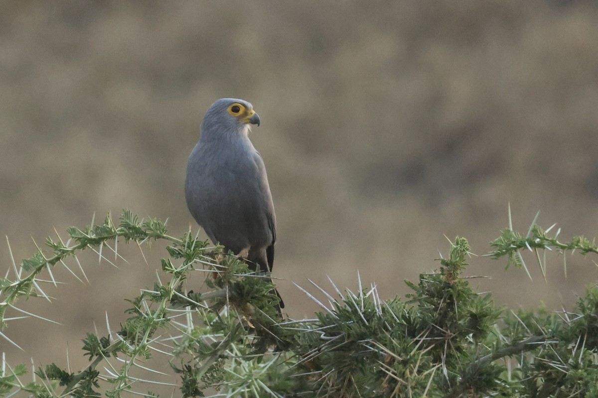 Gray Kestrel - ML622627008