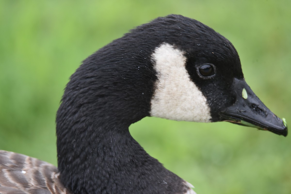 Cackling Goose - ML622627041