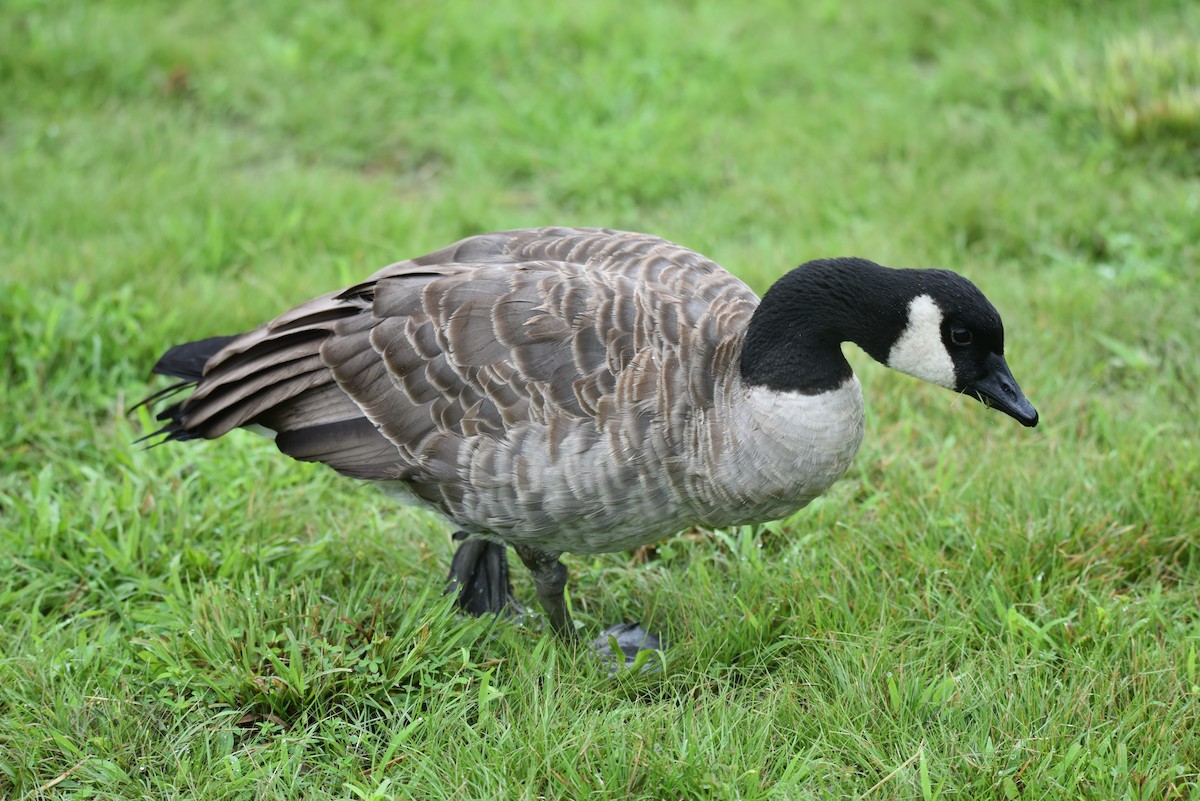 Cackling Goose - ML622627043