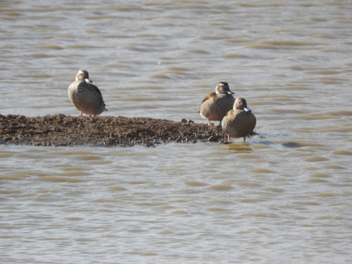 Ringed Teal - ML622627107