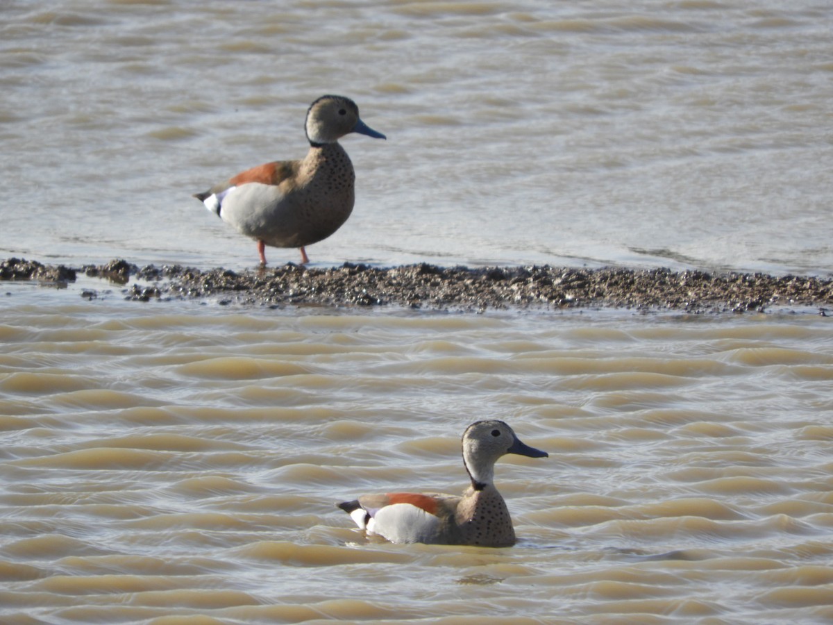 Ringed Teal - ML622627108