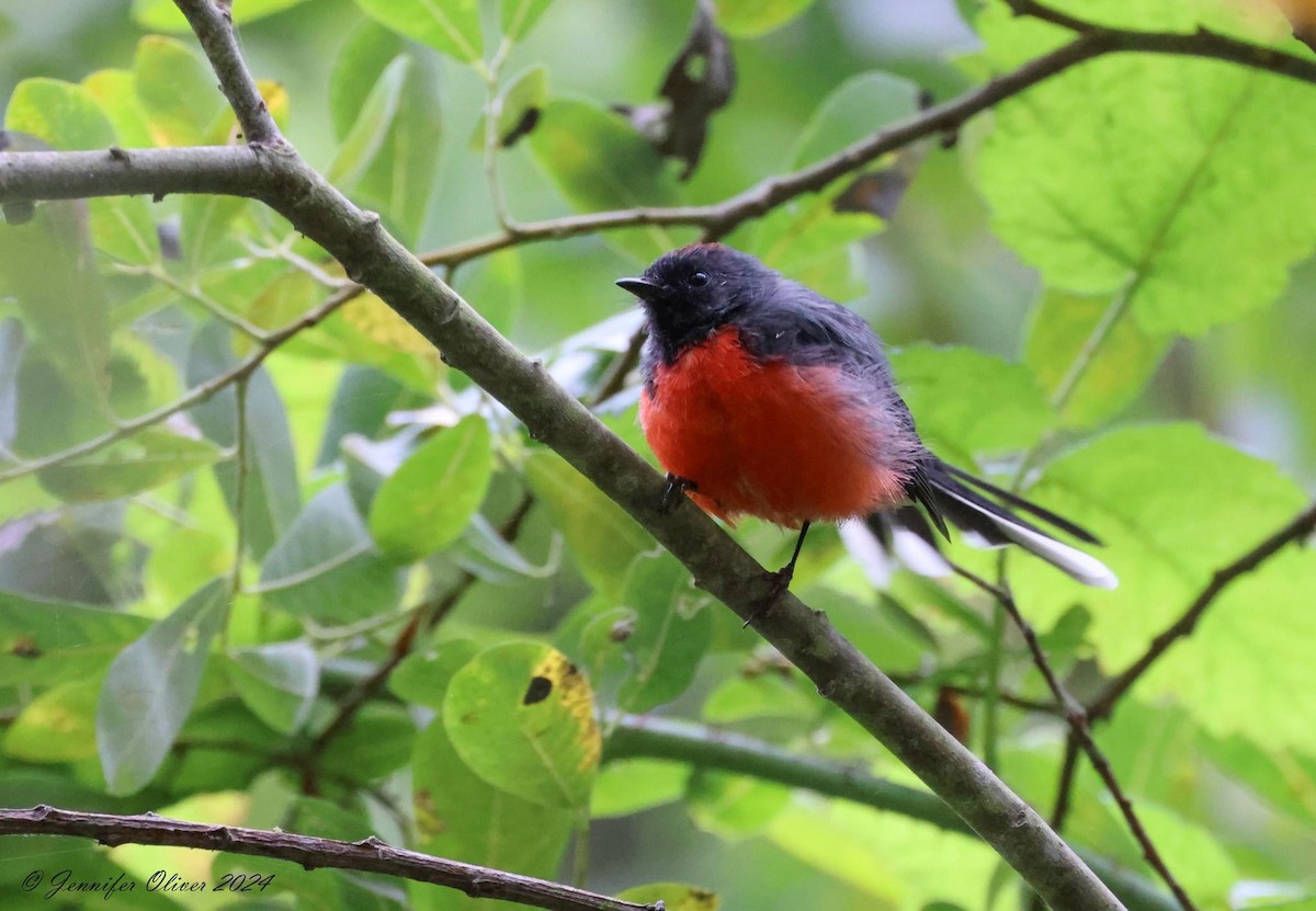 Slate-throated Redstart - ML622627160