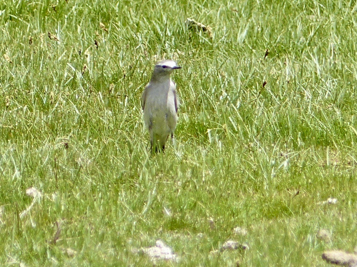 White-browed Ground-Tyrant - ML622627162