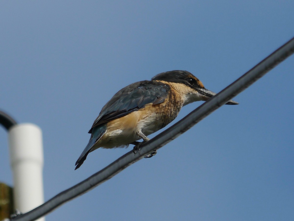 Sacred Kingfisher - ML622627185