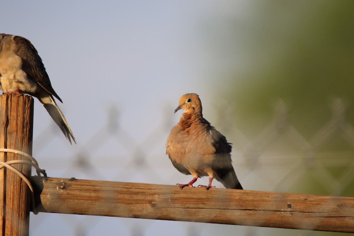 Mourning Dove - ML622627284
