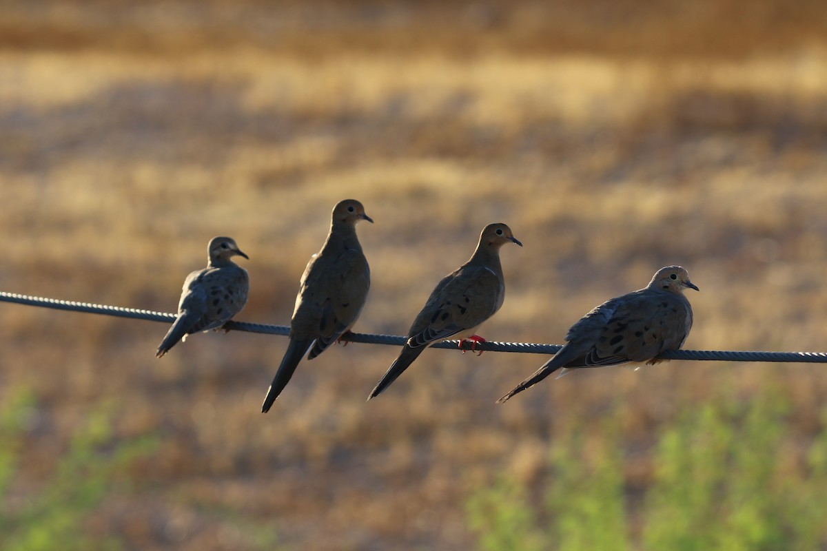 Mourning Dove - ML622627285