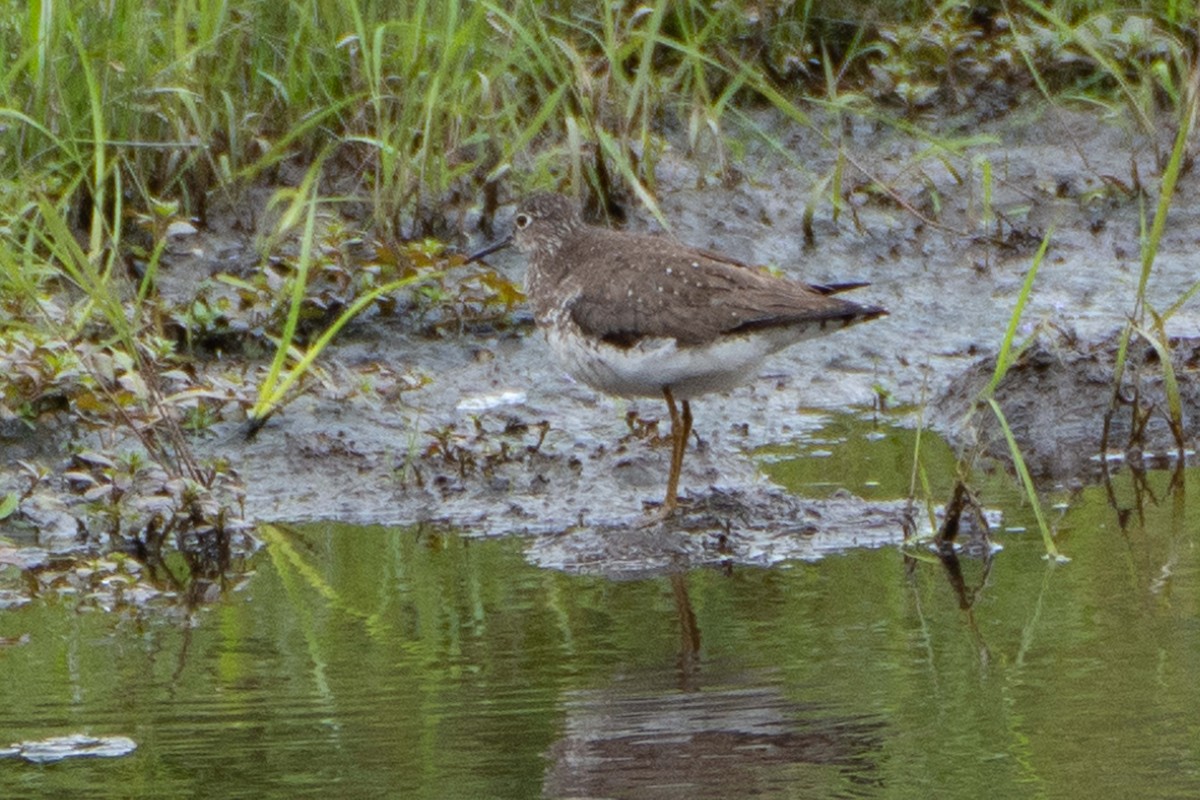 Solitary Sandpiper - ML622627308