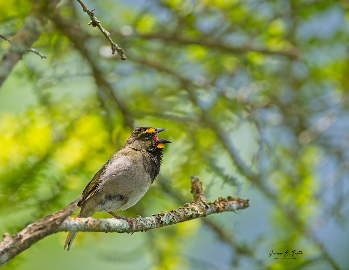 Yellow-faced Grassquit - ML622627313