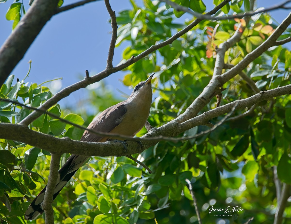 Mangrove Cuckoo - ML622627338