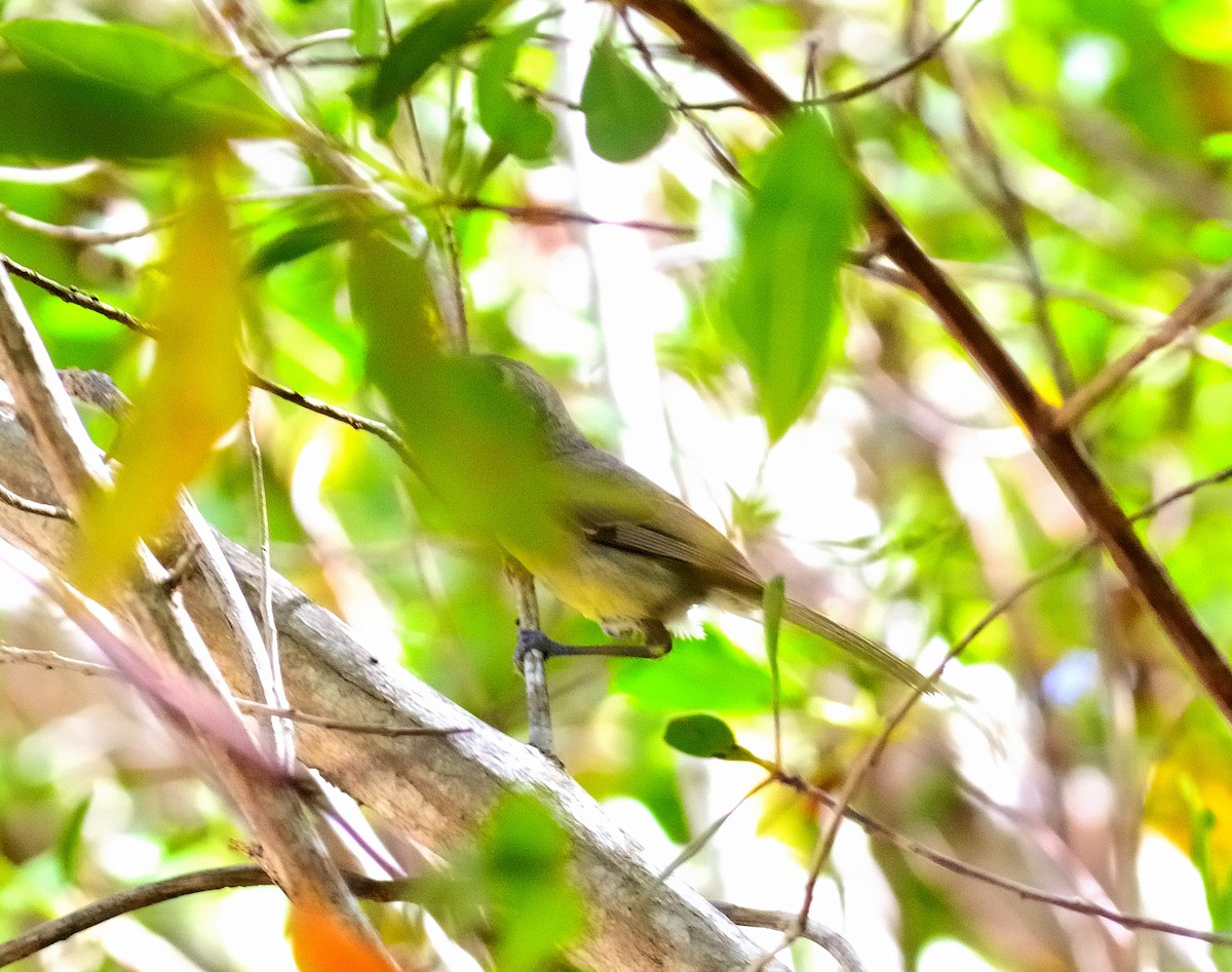 Cuban Vireo - ML622627368