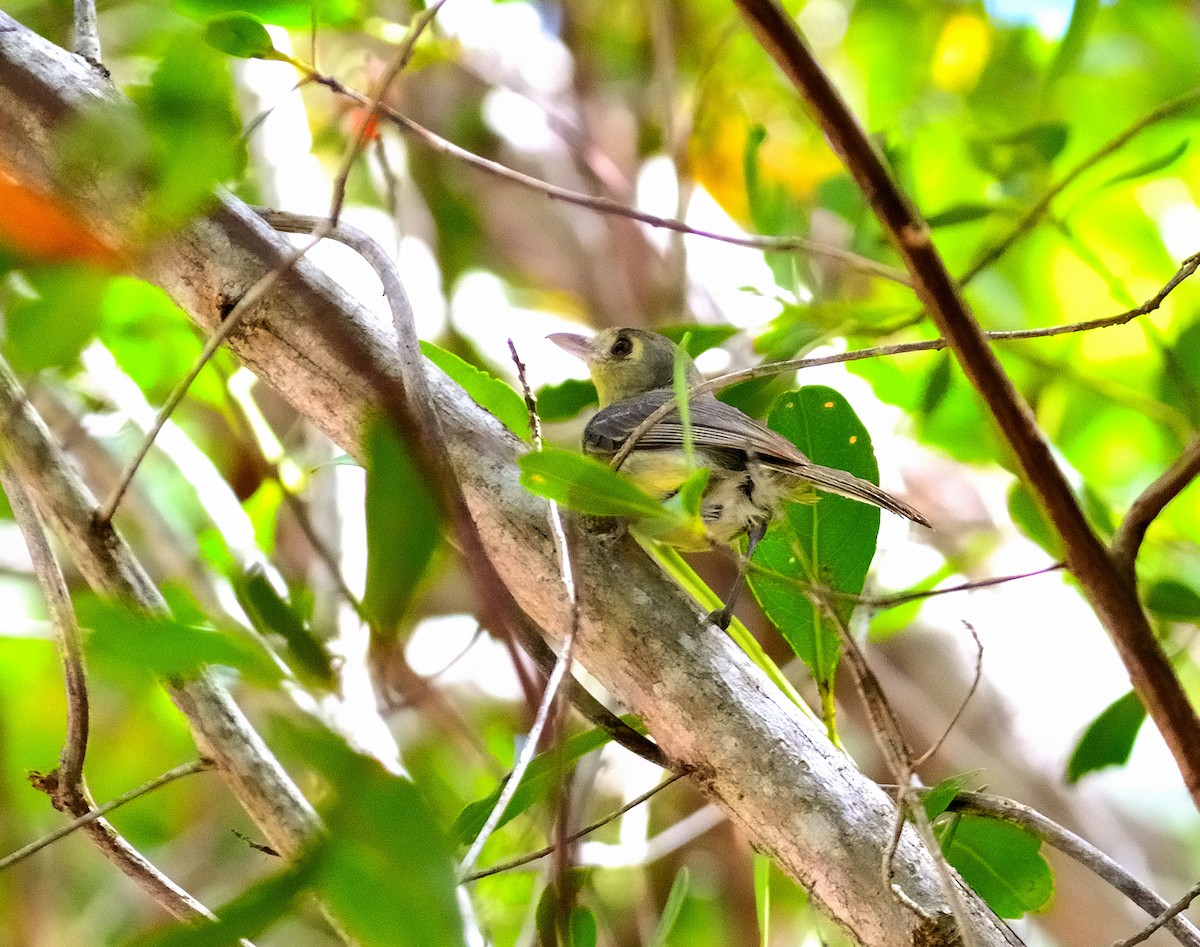 Cuban Vireo - ML622627369