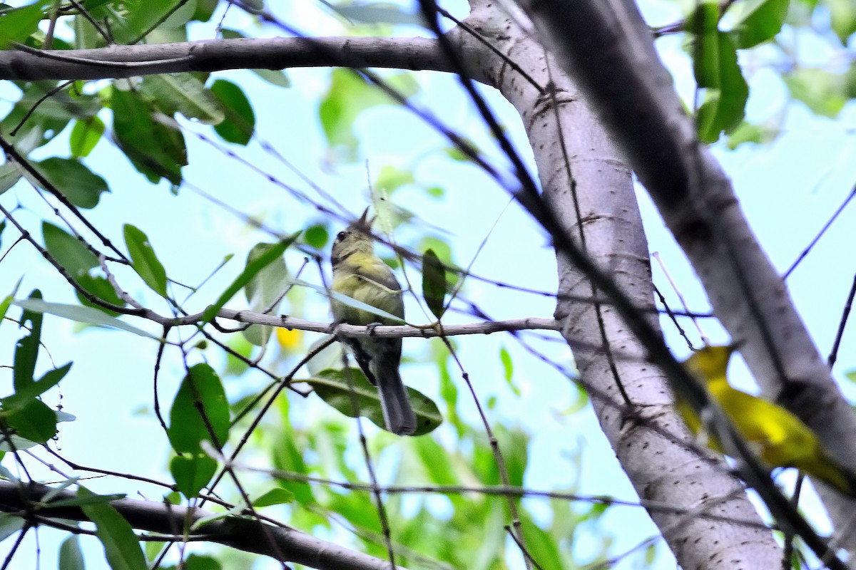 Cuban Vireo - ML622627370