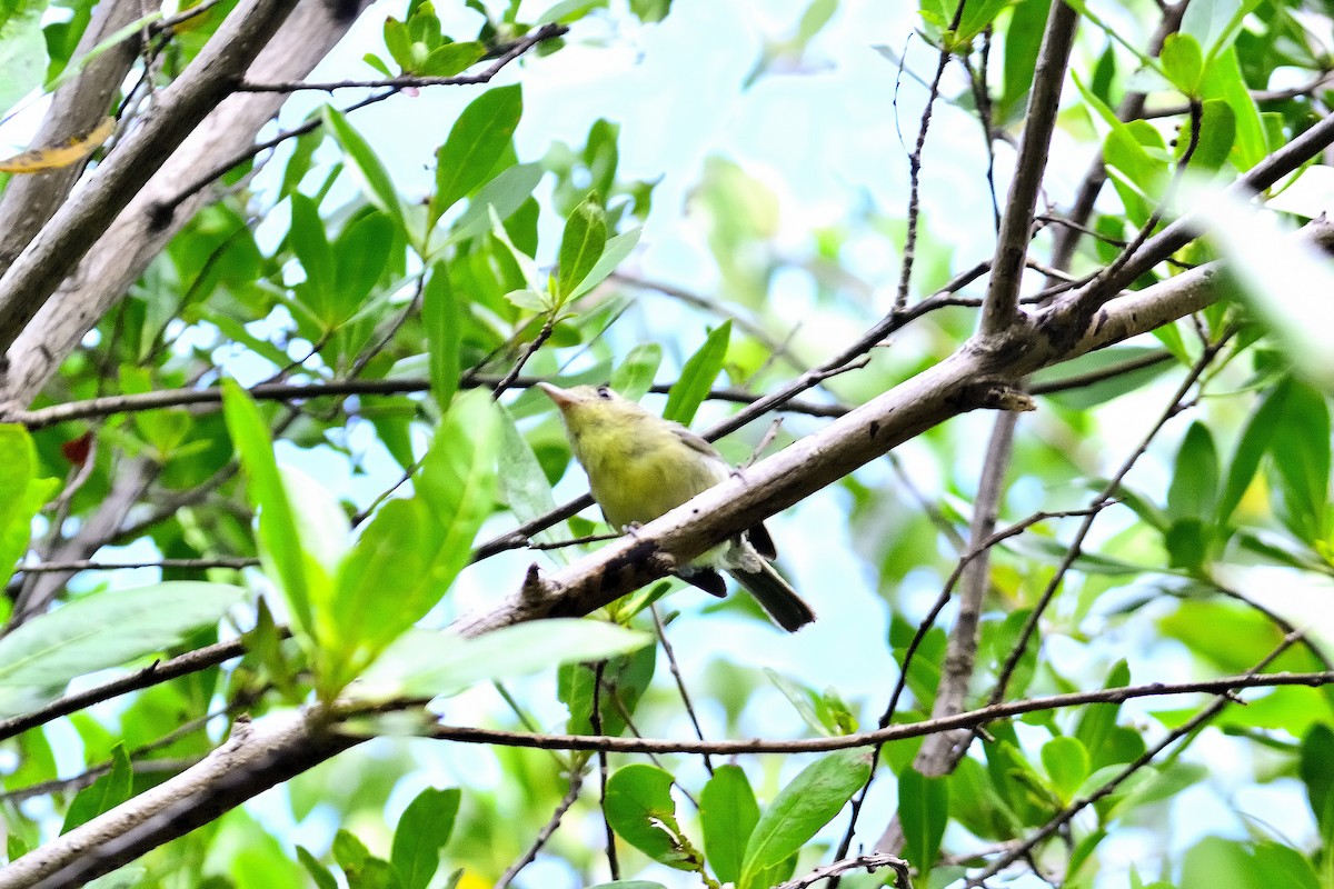 Cuban Vireo - ML622627371