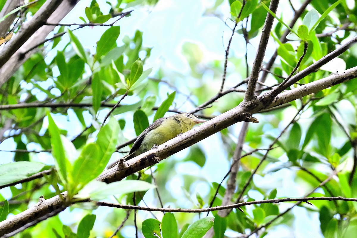 Cuban Vireo - ML622627372