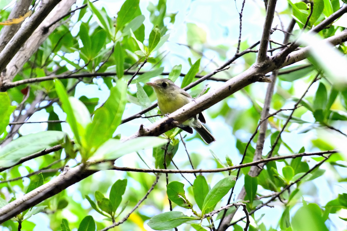 Cuban Vireo - ML622627373