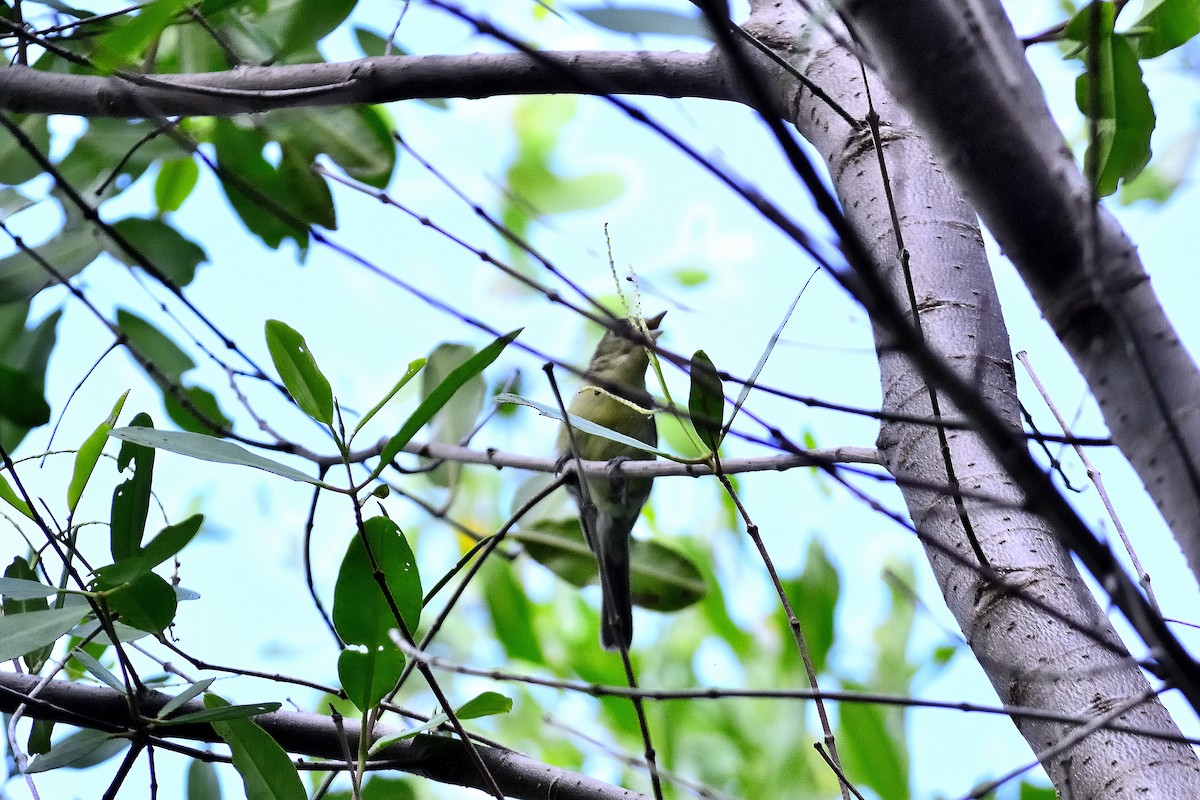 Cuban Vireo - ML622627374