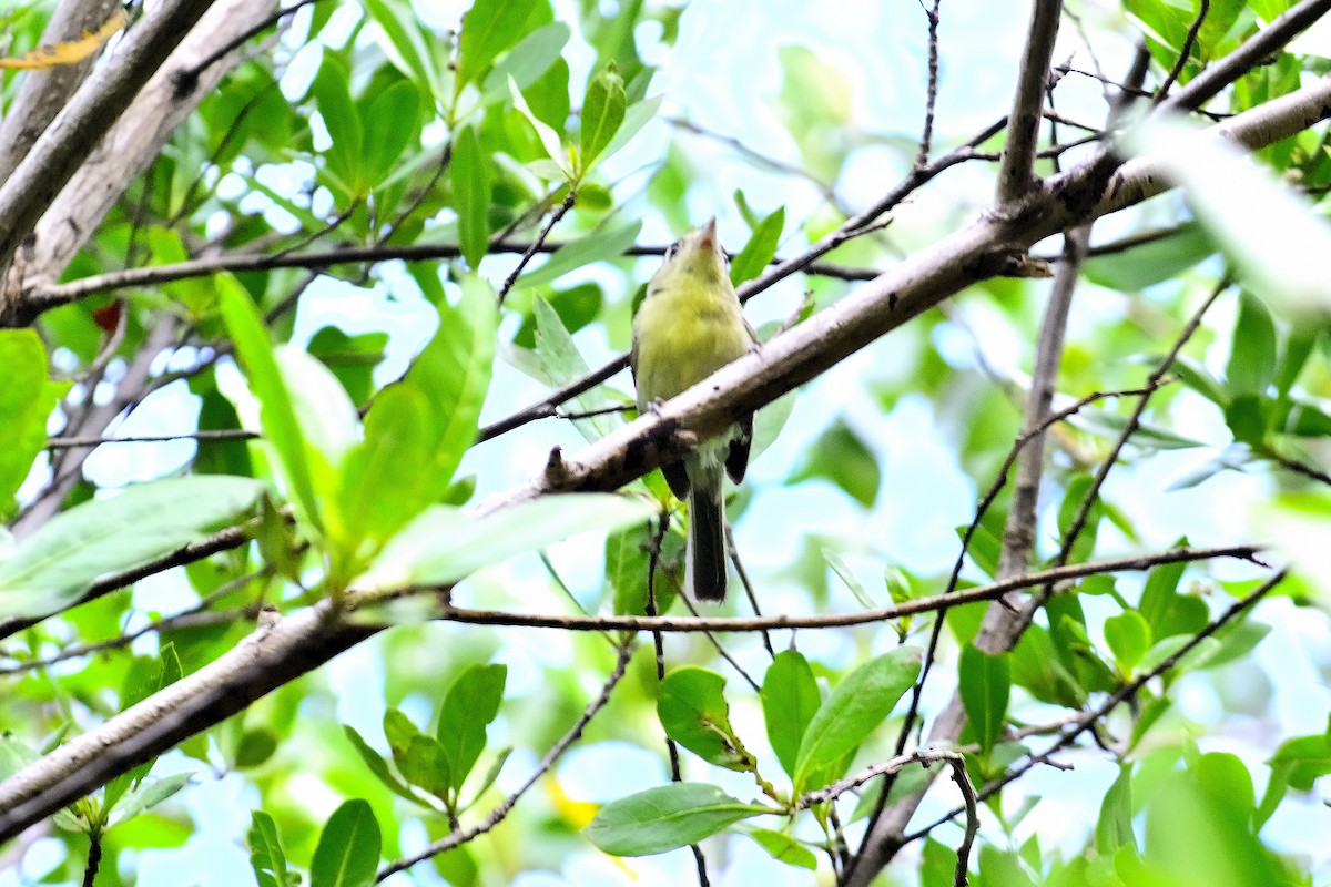 Cuban Vireo - ML622627375