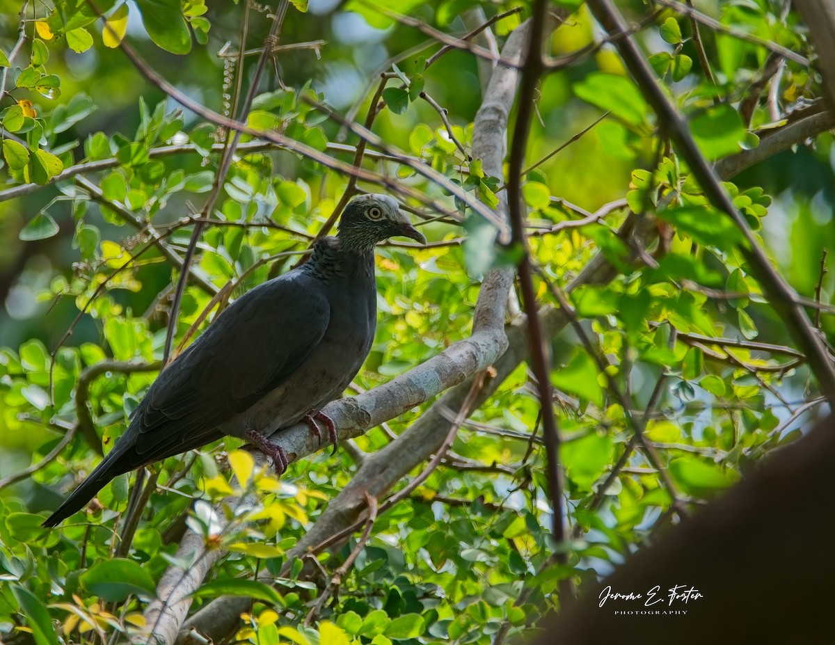 White-crowned Pigeon - ML622627383