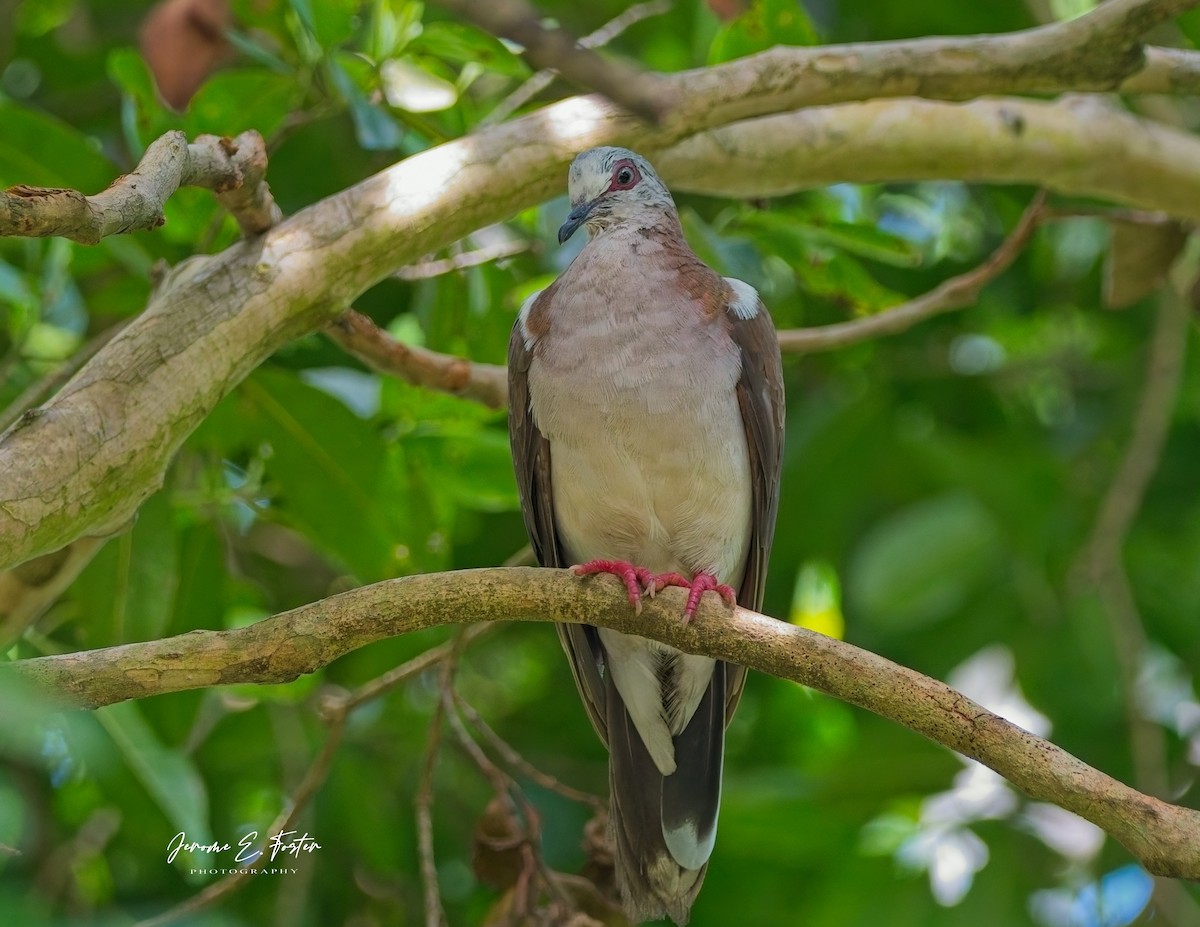 Caribbean Dove - ML622627396