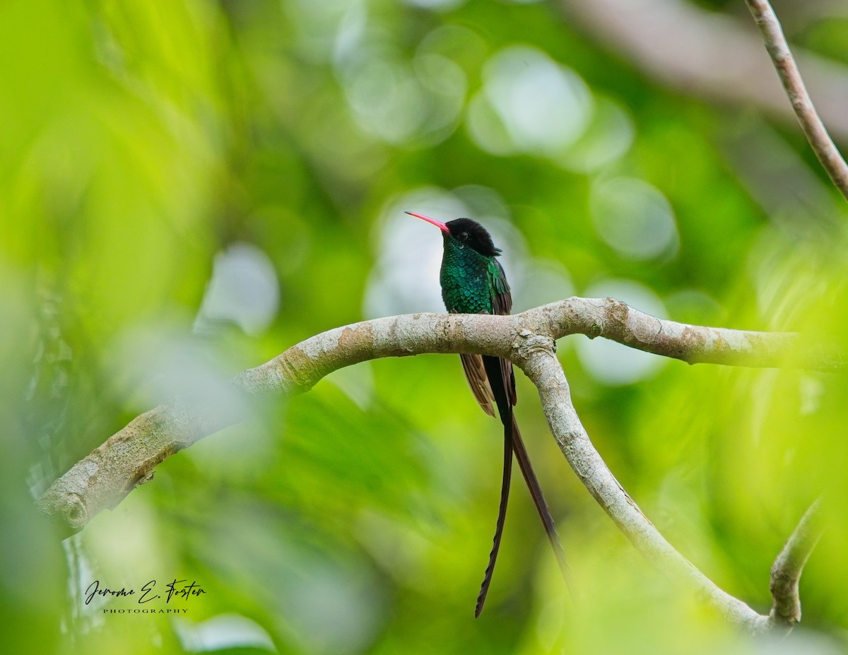 Red-billed Streamertail - ML622627409