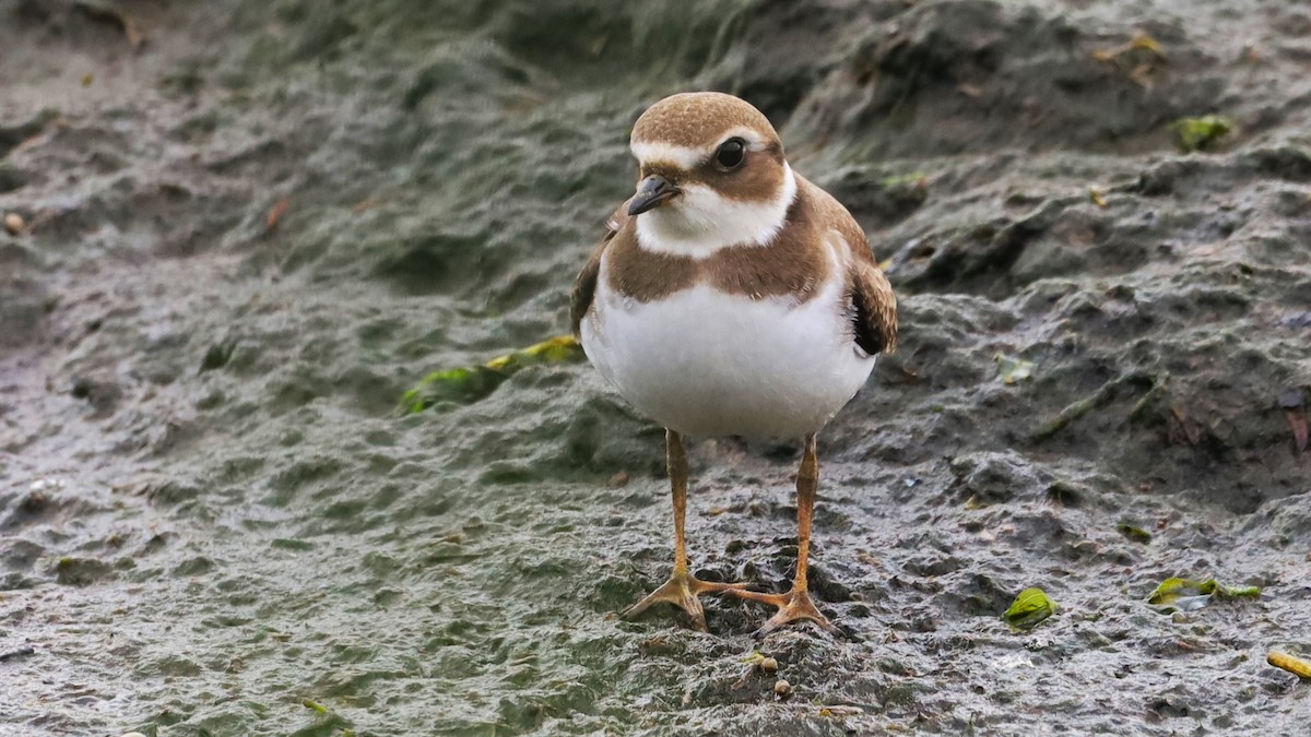 Semipalmated Plover - ML622627418