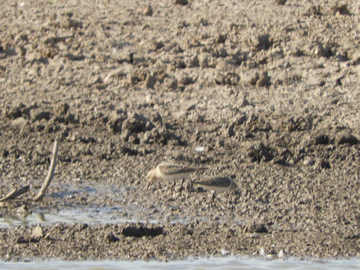 Baird's Sandpiper - ML622627443