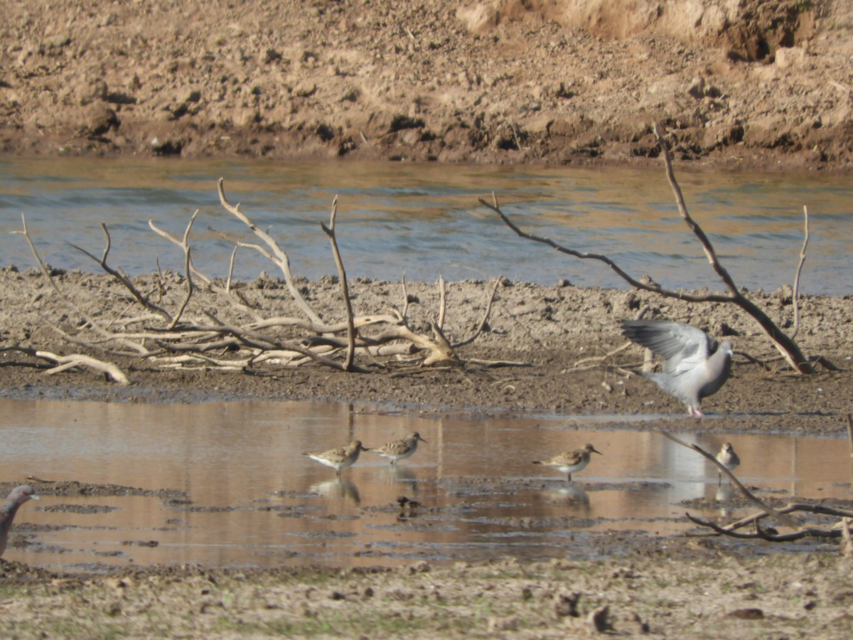 Baird's Sandpiper - ML622627444