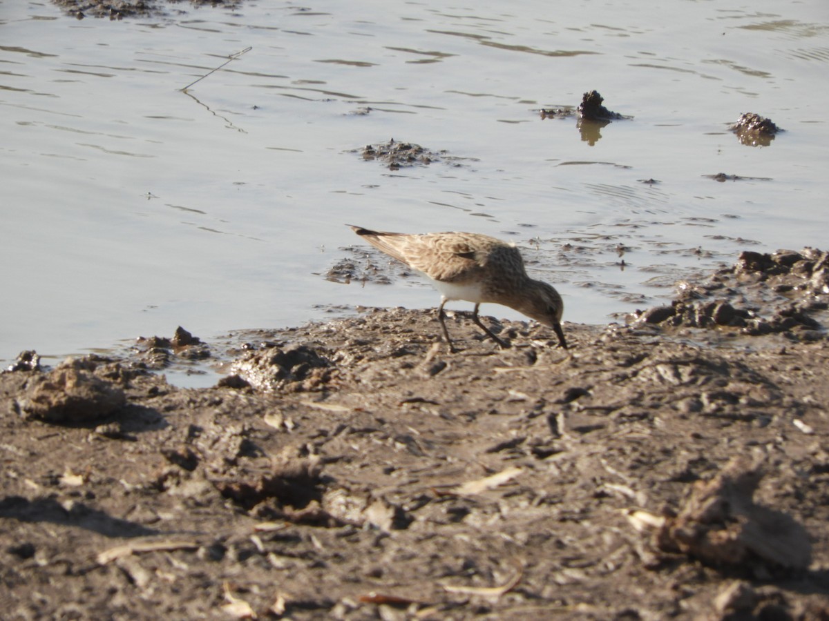 Baird's Sandpiper - ML622627445