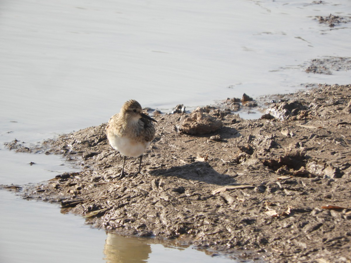 Baird's Sandpiper - ML622627446