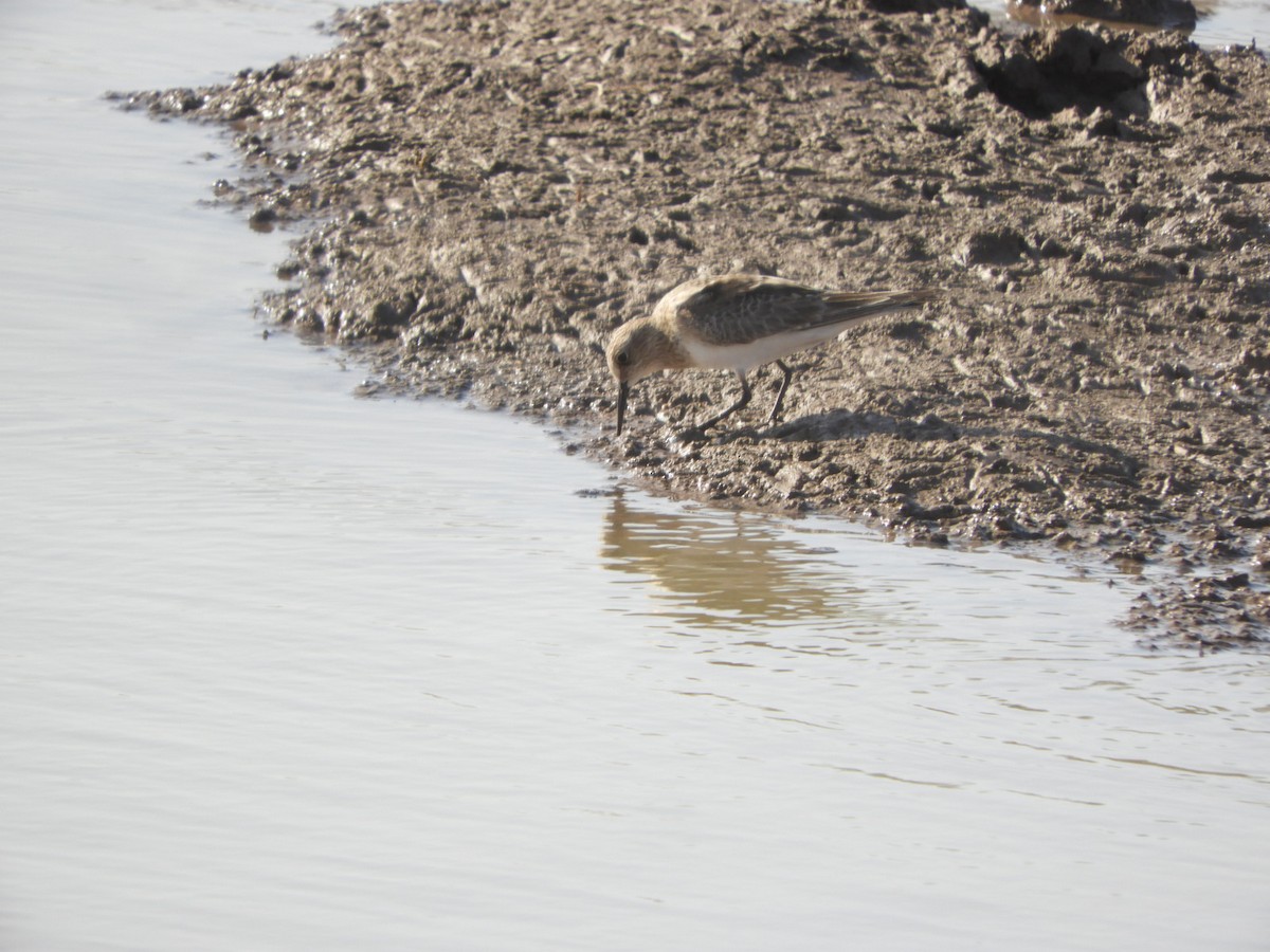 Baird's Sandpiper - ML622627447