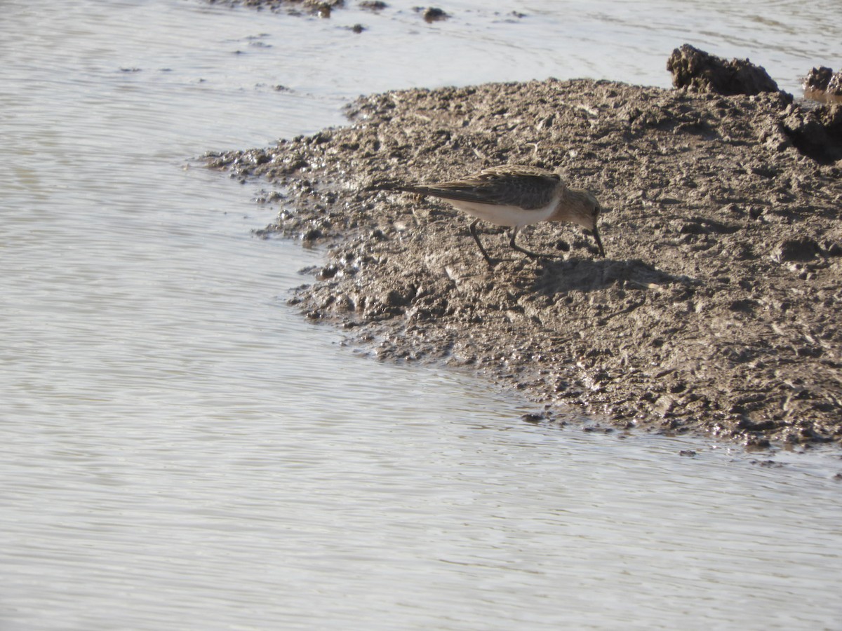 Baird's Sandpiper - ML622627448