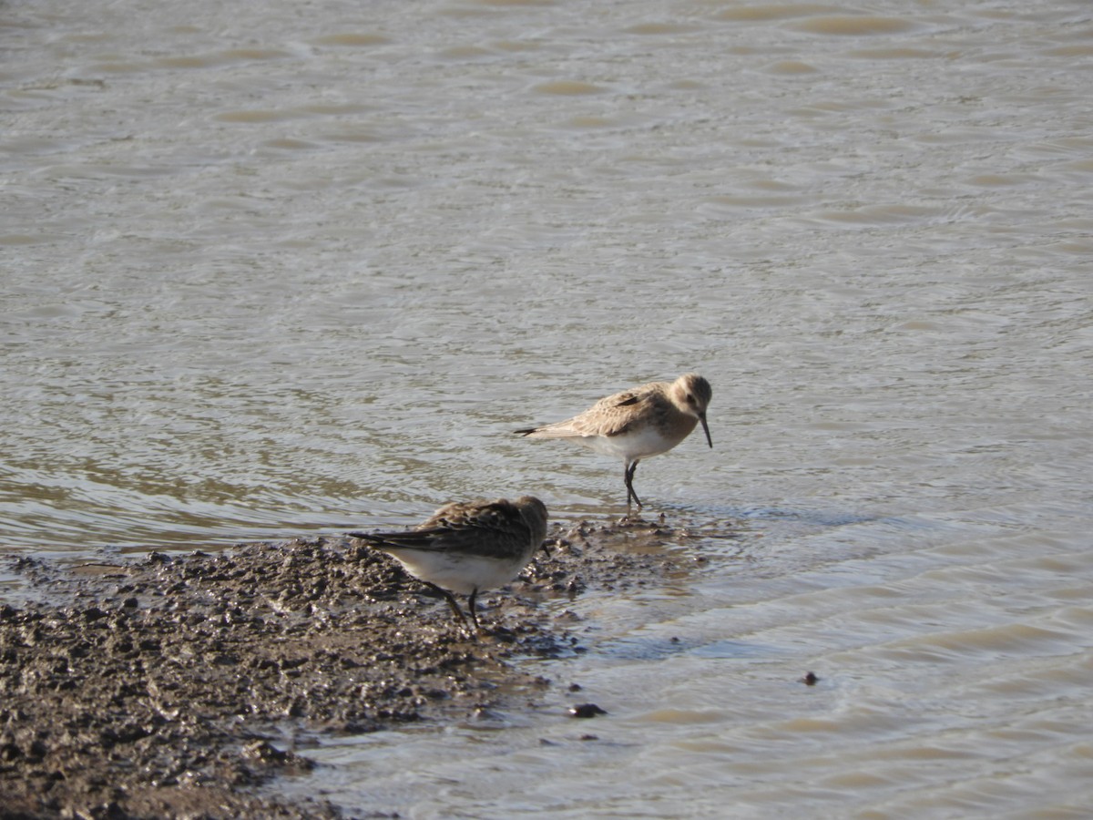 Baird's Sandpiper - ML622627449