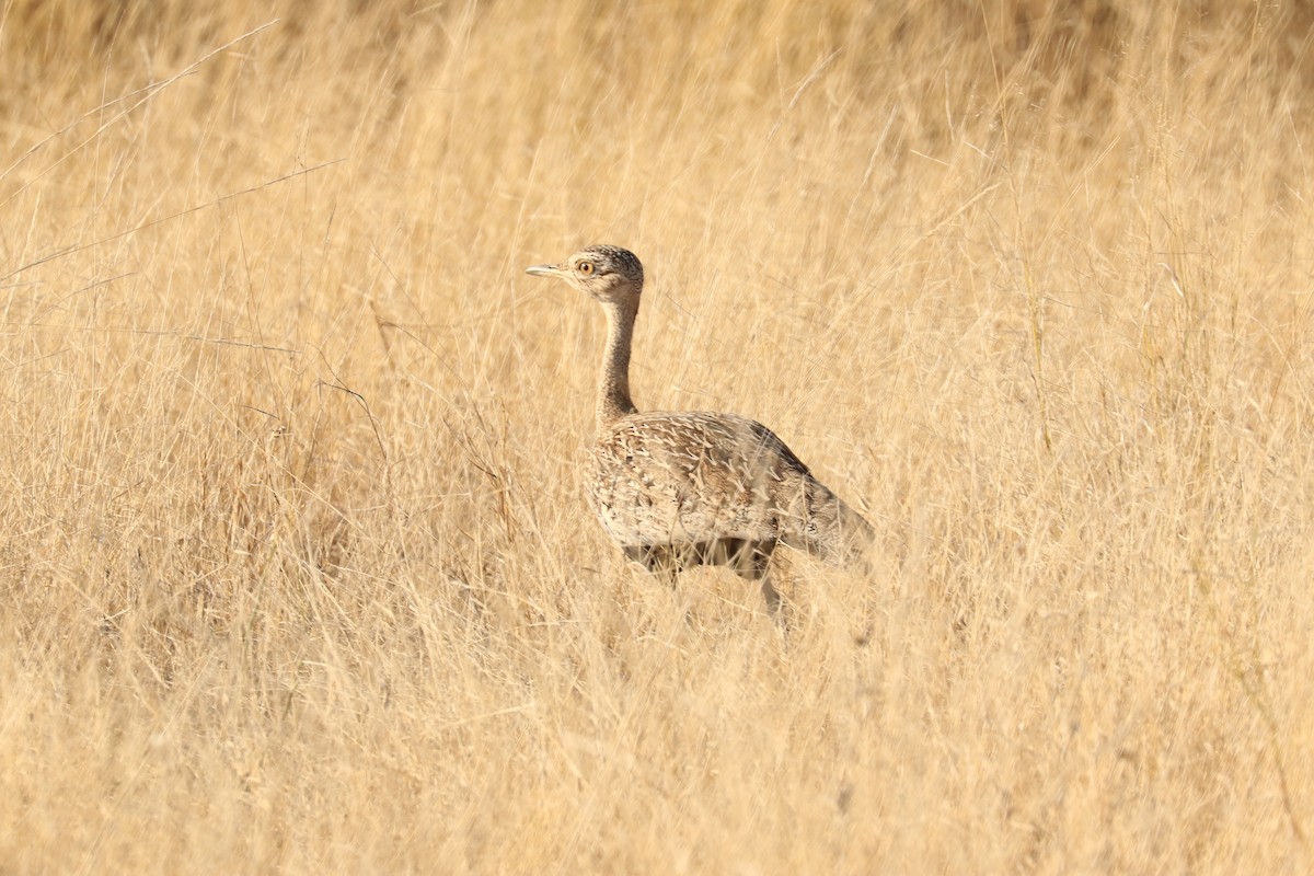 Red-crested Bustard - ML622627452