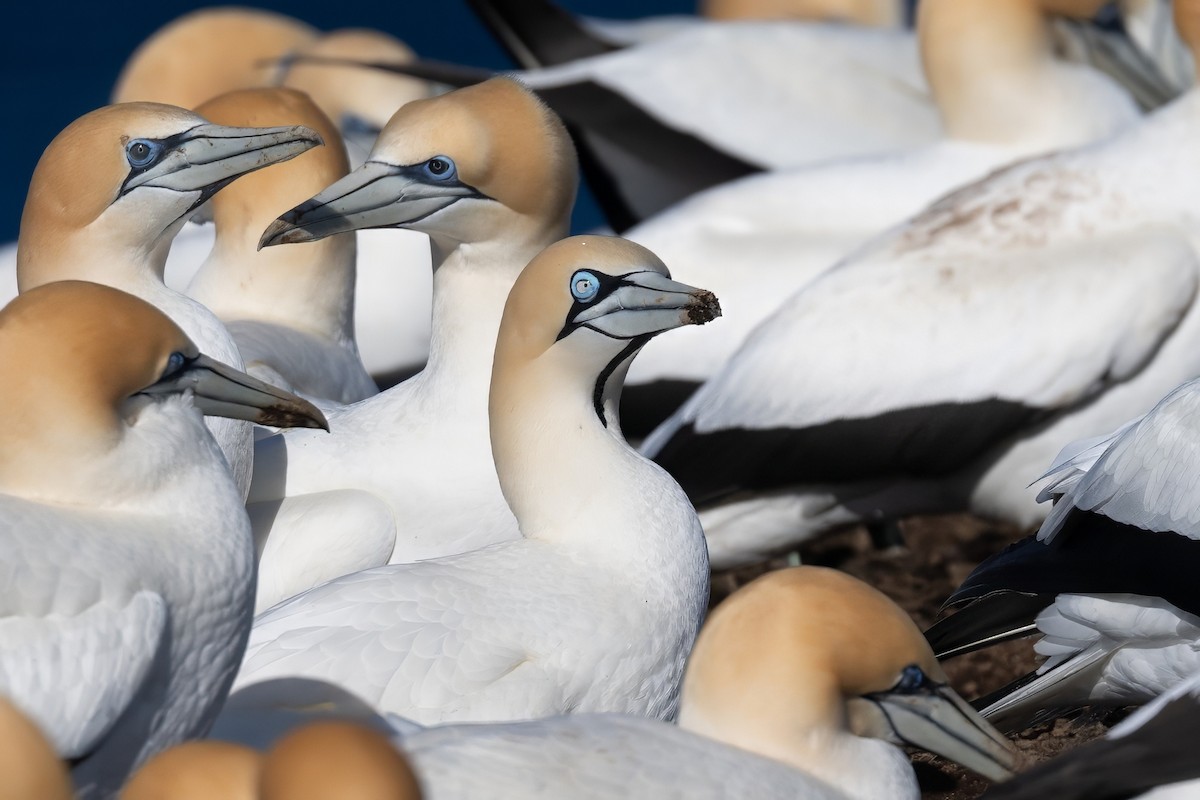 Cape Gannet - ML622627508