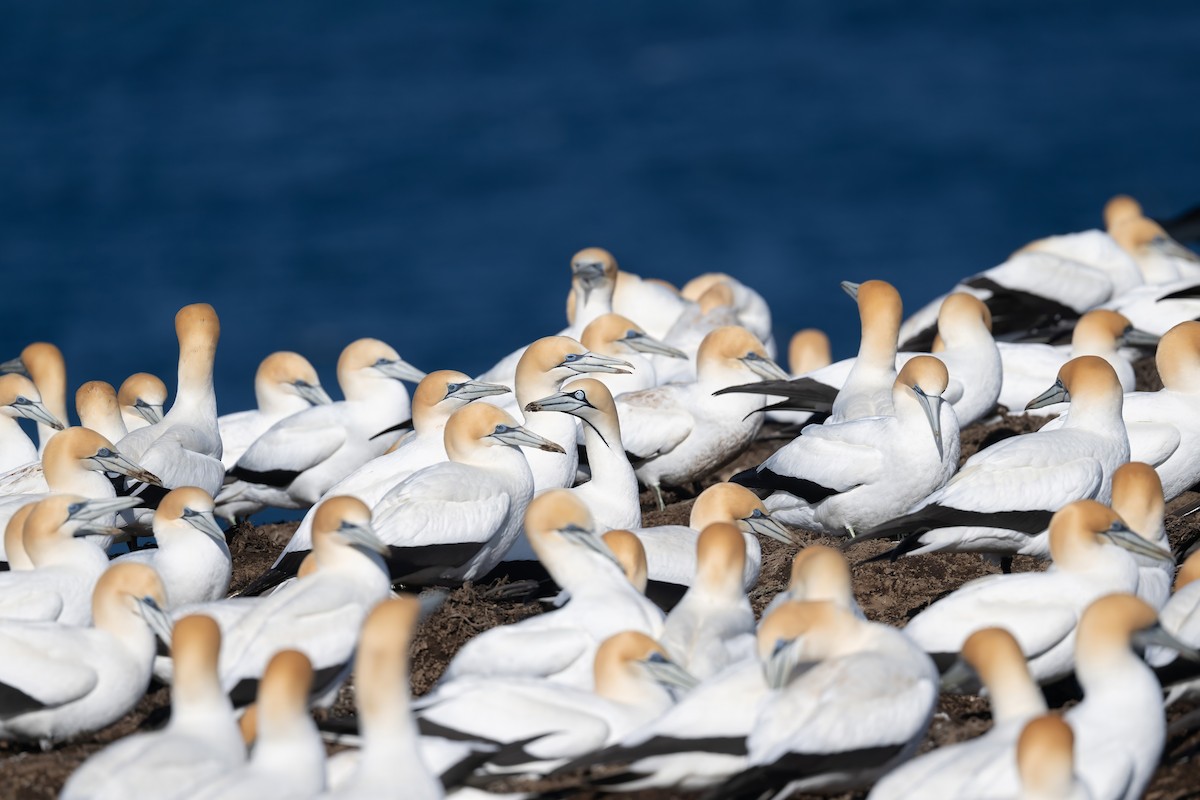 Cape Gannet - ML622627510