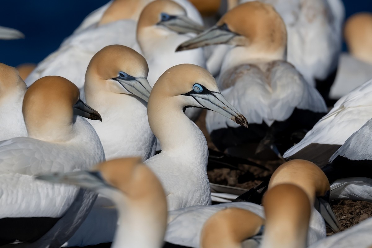 Cape Gannet - ML622627511