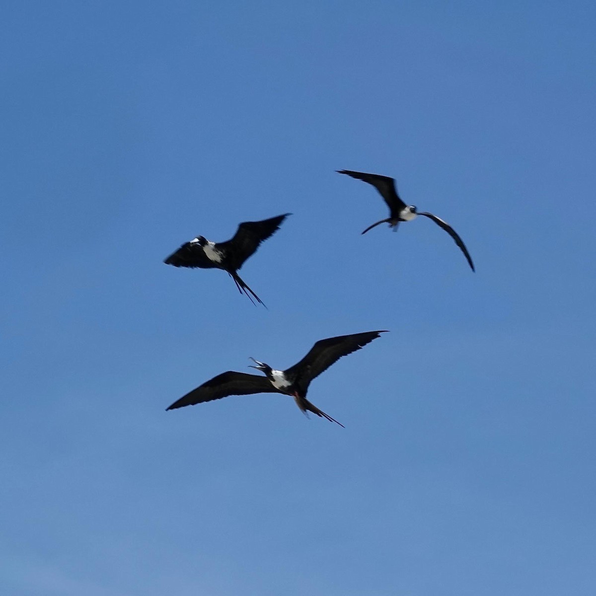 Magnificent Frigatebird - Thea Beckman