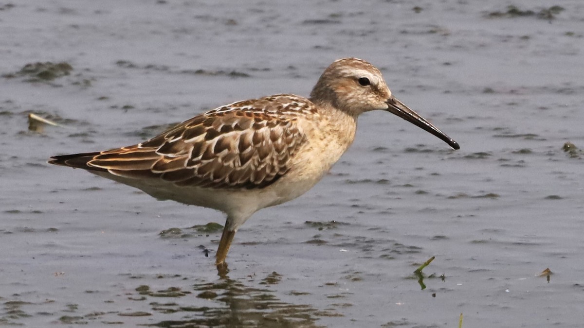 Stilt Sandpiper - ML622627549