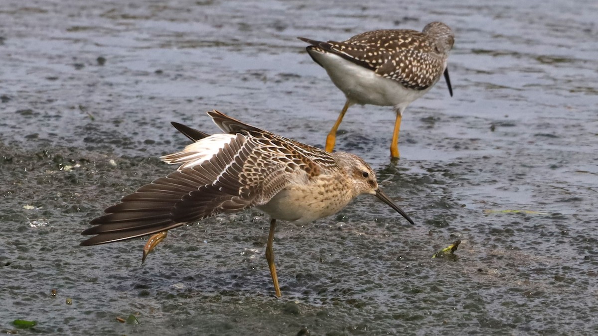 Stilt Sandpiper - ML622627569