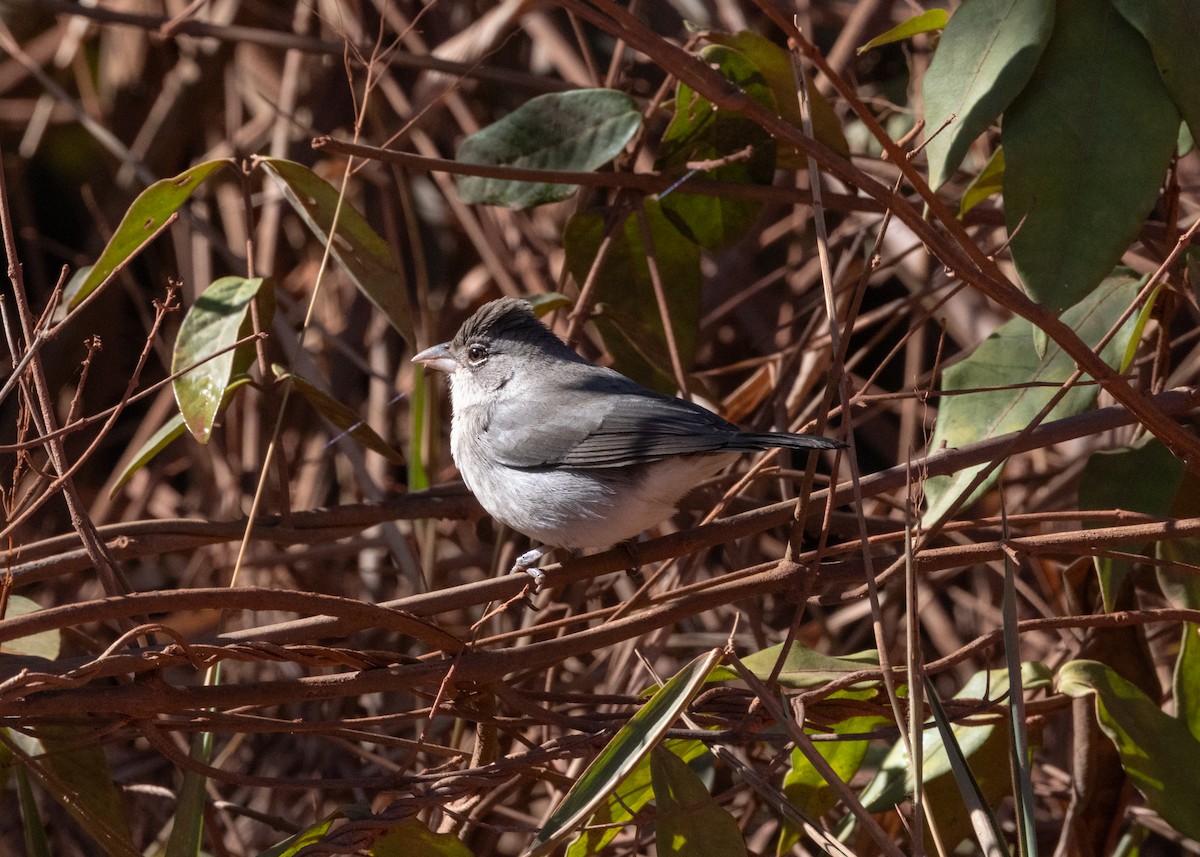 Pileated Finch - ML622627573