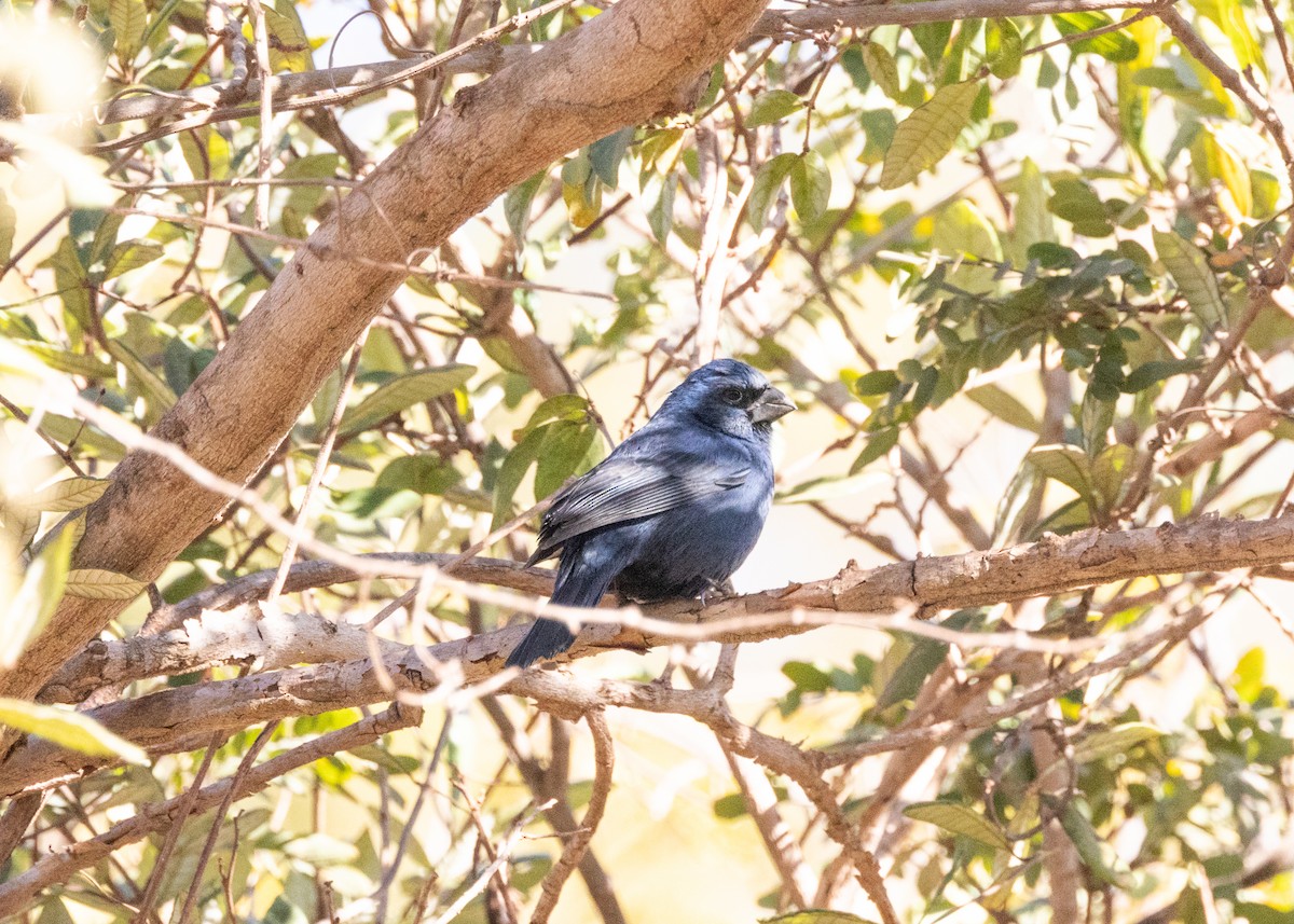 Ultramarine Grosbeak - ML622627586