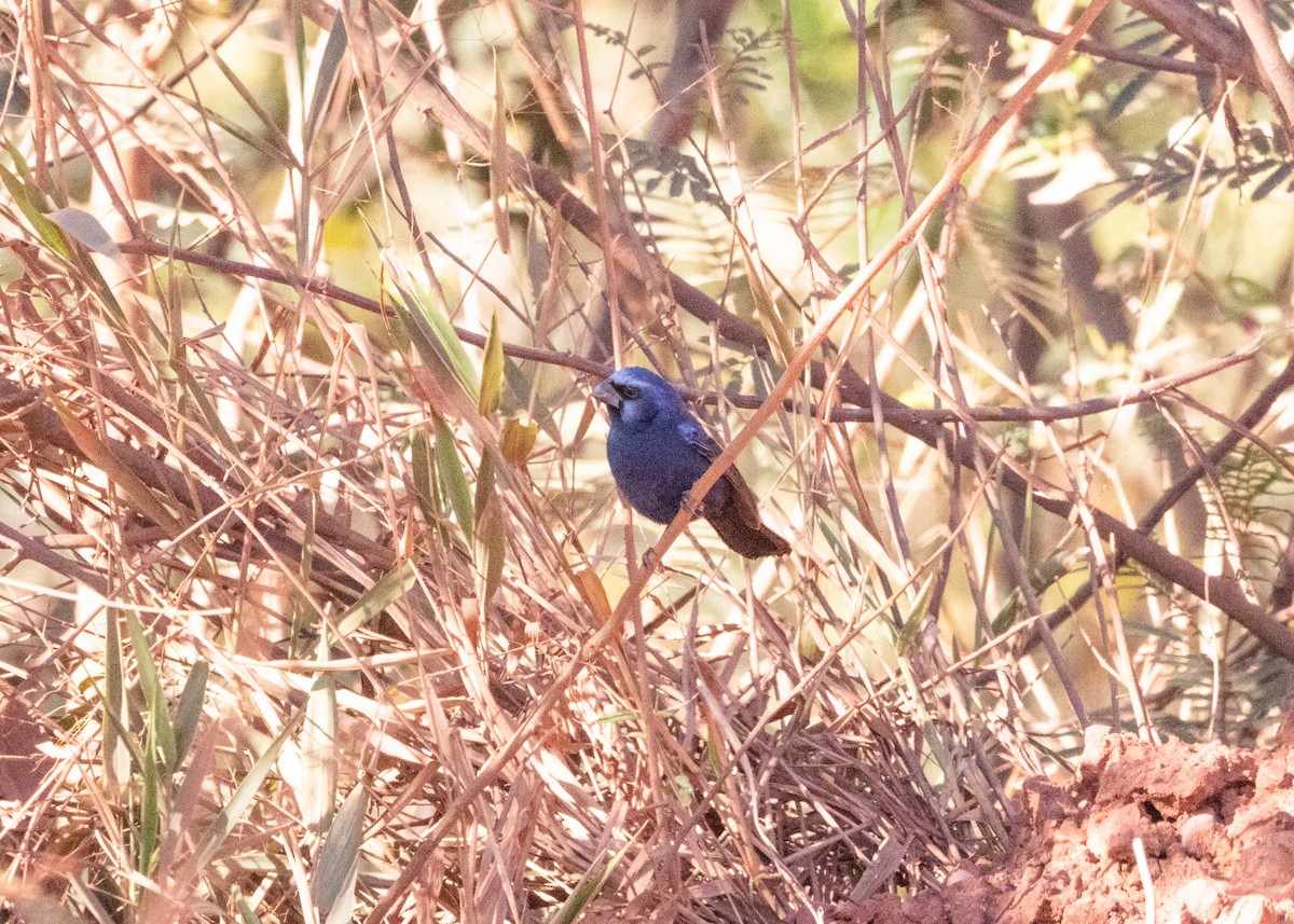 Ultramarine Grosbeak - ML622627594