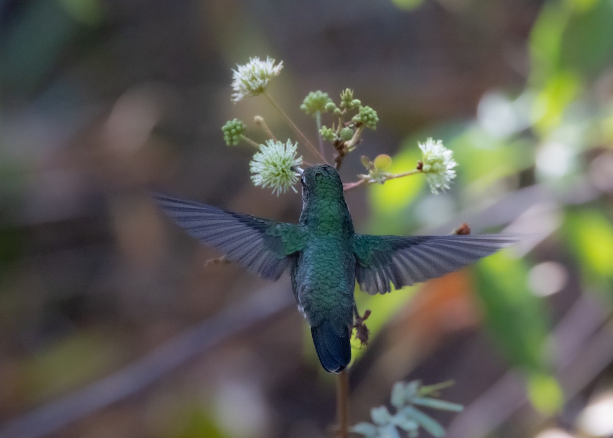 Glittering-throated Emerald - ML622627595