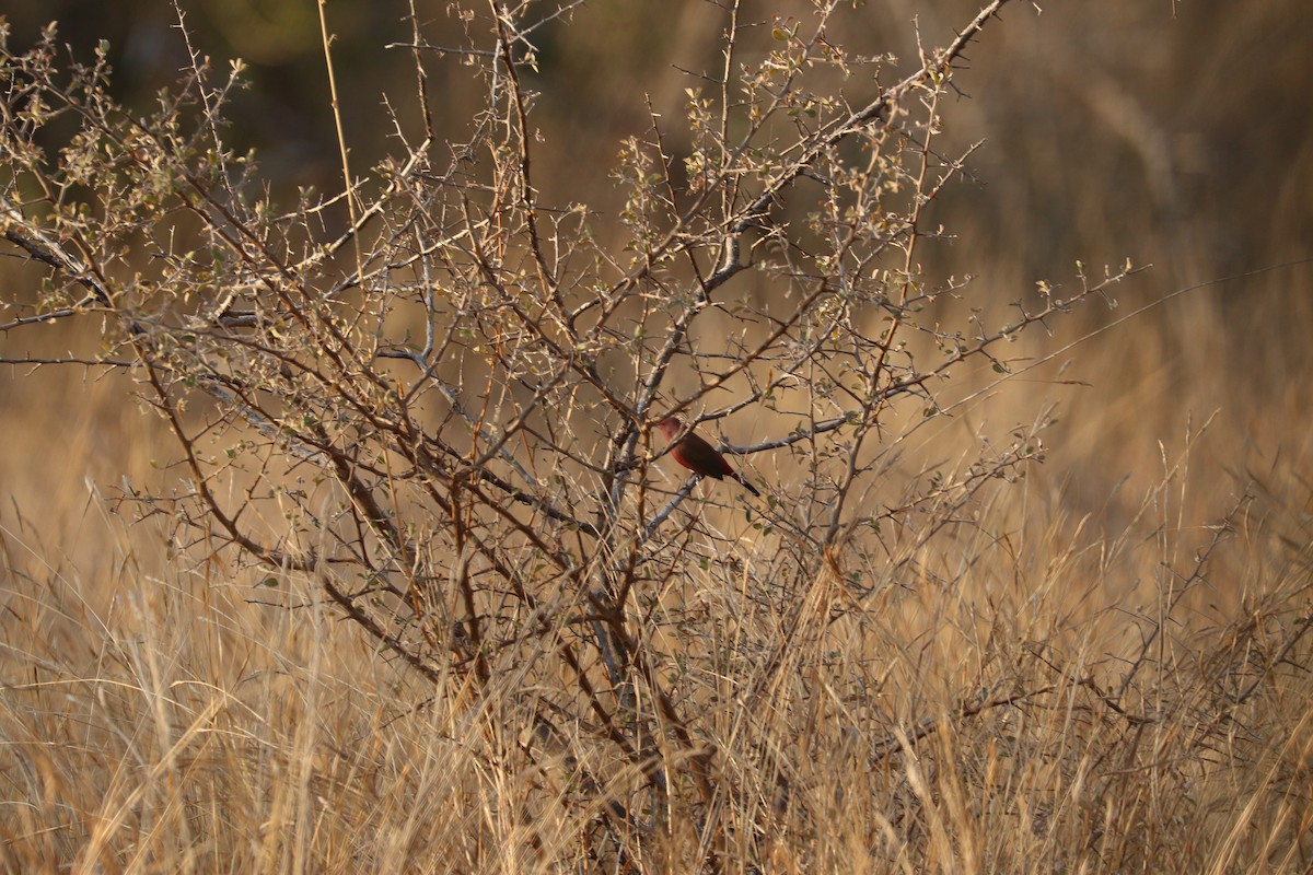 African Firefinch - ML622627596