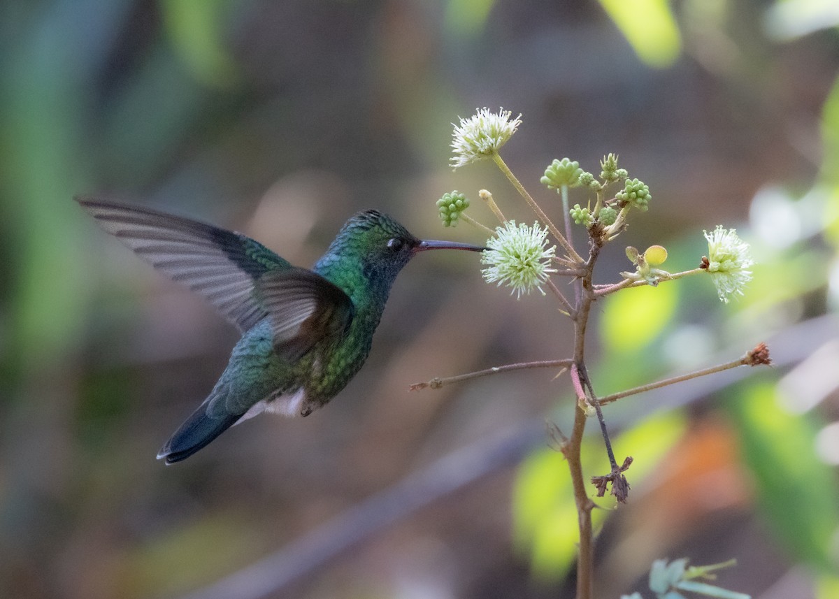 Glittering-throated Emerald - ML622627598