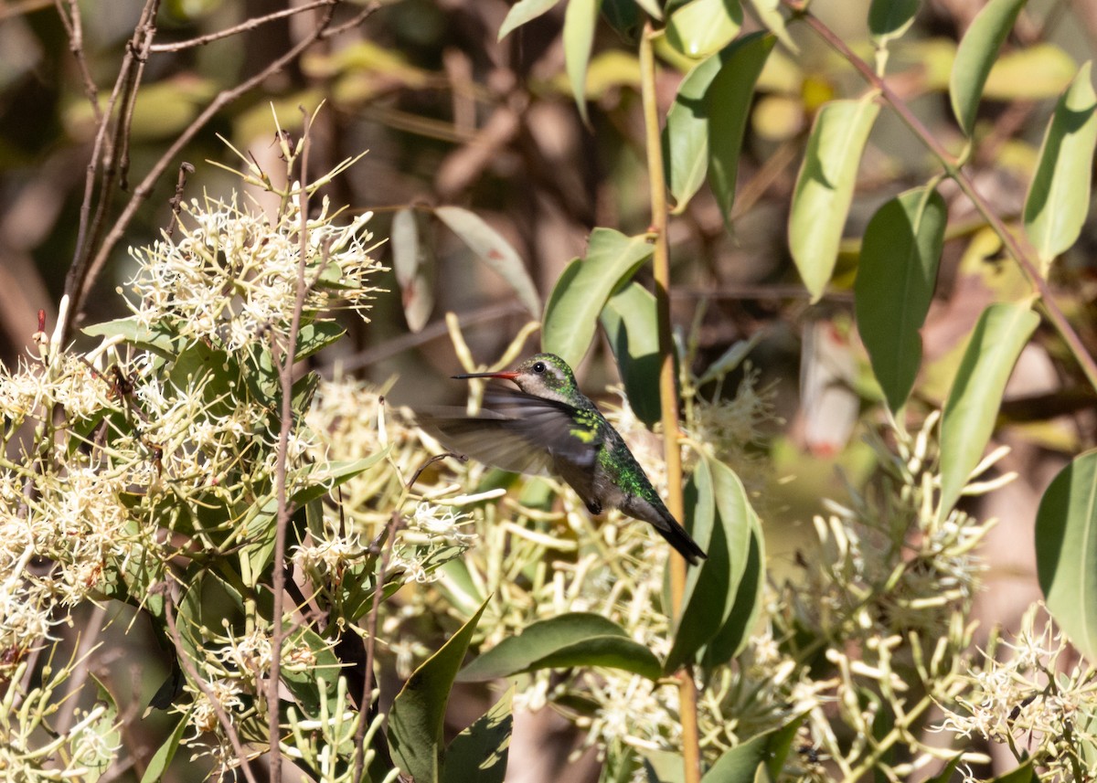 Glittering-bellied Emerald - ML622627604