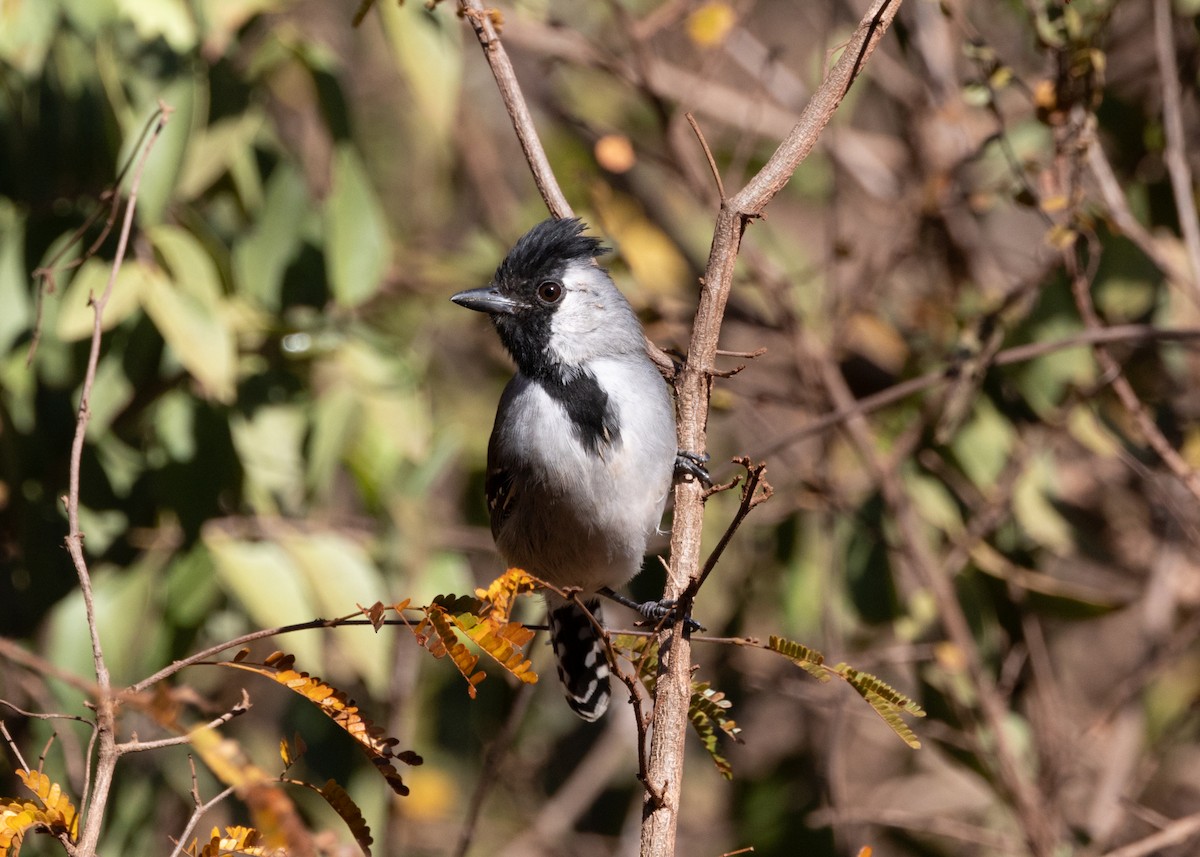 Silvery-cheeked Antshrike - ML622627607