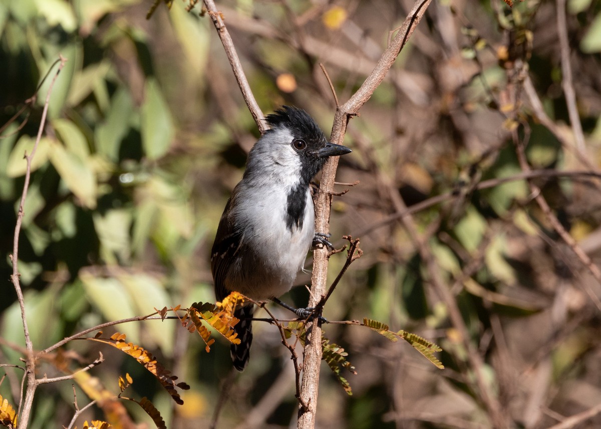 Silvery-cheeked Antshrike - ML622627608