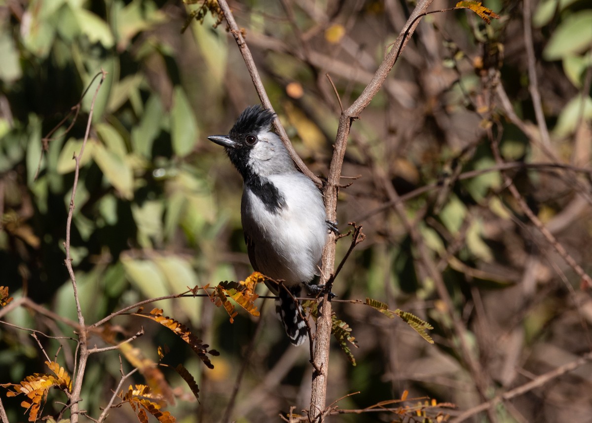 Silvery-cheeked Antshrike - ML622627609